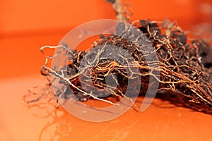 The root system of the lemon tree. Roots on a bright orange background