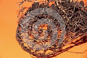 The root system of the lemon tree. Roots on a bright orange background
