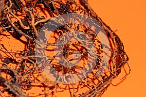 The root system of the lemon tree. Roots on a bright orange background