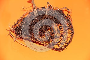 The root system of the lemon tree. Roots on a bright orange background