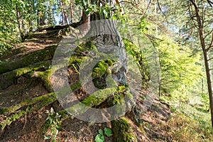 The root system of an old pine forest