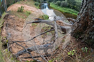 Root system of pines growing on a high river bank