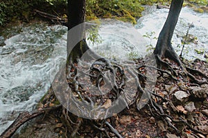 Root system resisting water stream - Plitvice Lakes National Park