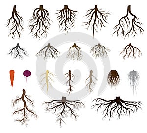 Root system set vector illustrations, taproot and fibrous branched roots of plant, tree, isolated icons on white