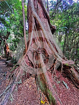 Root system of a Southern rata tree on South Island in New Zealand photo