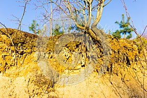 Root system of a tree on the slope