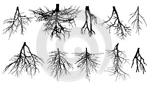 Root system of trees. Set of rootage. Vector illustration