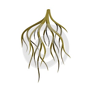 Root system, underground stem, rootstalk. Botany or dendrology design element vector illustration