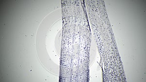 Root tip of Allium cepa in longitudinal section magnified by microscope 40x on bright field