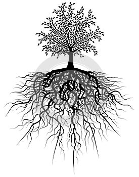 La raíz un árbol 