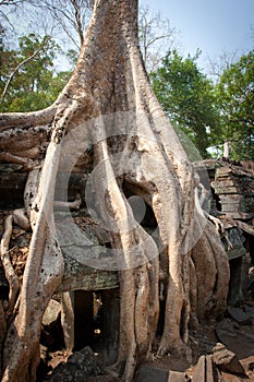 Root of the tree, Angkor Wat, Cambodia