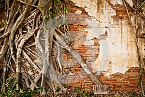 Root tree climb on old brick wall