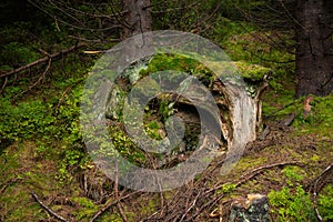 The root of the tree is covered with a lot of moss