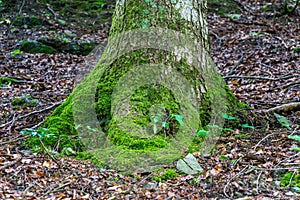 A root of a tree covered with moss