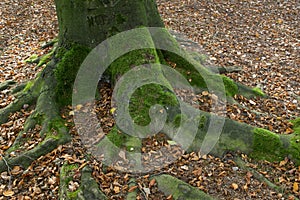 Root of a tree covered with moss