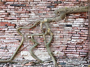 Root of tree covered old brick wall