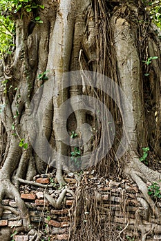 Root of tree covered old wall