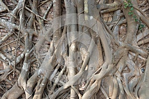 Root of tree are diffuse on the surface of red brick wall