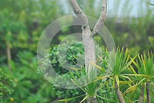 Root tree at the garden stock image