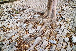 root of tree growing and damage brick block walkway