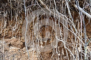 Root of tree growing throw ceiling of sewer tunnel