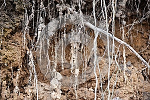 Root of tree growing throw ceiling of sewer tunnel