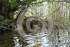 Root of a tree grows from the shore into a lake. Reed in water, light waves in sunshine, homey place