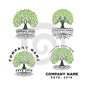 Root Of The Tree Logo Design Inspiration