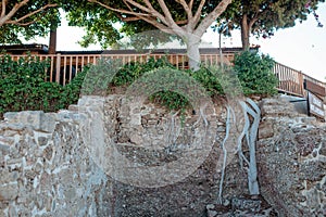 The root of the tree made its way into the stone wall of the Greek Empire. Attractions of the tourist city of Side in Turkey