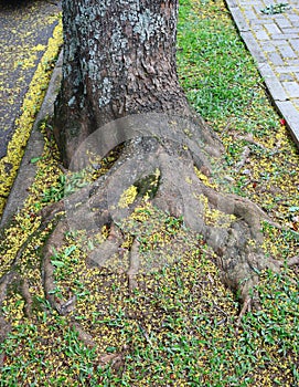 Root of tree