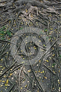 The roots of the tree