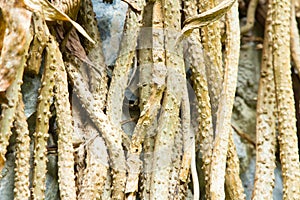 Root of the tree. The roots of the tree were for a long time.