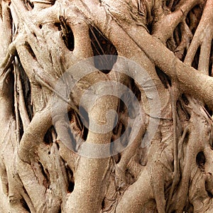 Root of the tree