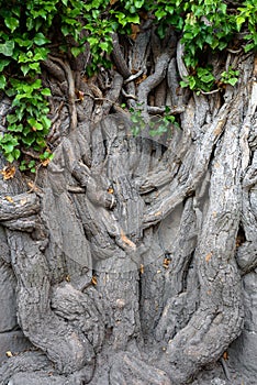 The root of the tree structure