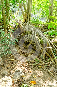 Root of tree with sun ray