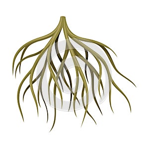 Root tree system, underground stem or rootstalk. Botany or dendrology design element vector illustration