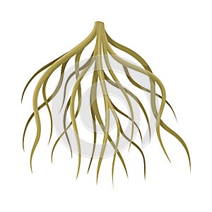 Root of tree, underground stem, rootstalk. Botany or dendrology design element vector illustration