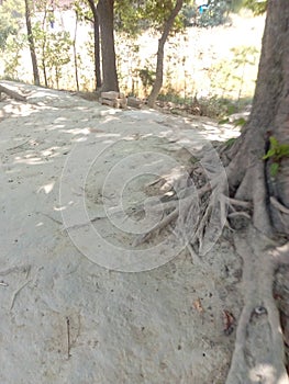 This is a root of a tree in a village of India