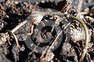 A root is trying to reach the soil from its tuber on a chain of hearts plant