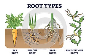 Root types examples in soil from side view in biological outline diagram