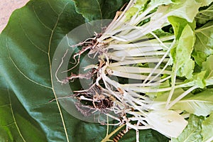 Root of vegetable on leaf