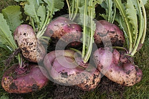 Root vegetables