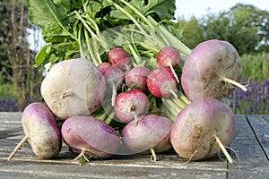 Root vegetables closeup ongarden table