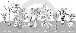Root vegetables collection sketched vector