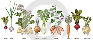 Root vegetables collection sketched vector