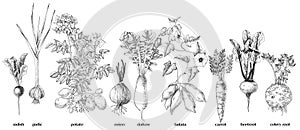 Root vegetables collection sketched vector