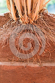 The root of Vetiver Grass photo