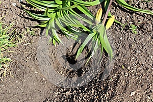 Root vole hole