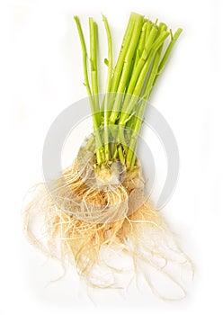 Root of water spinach