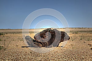 Root of a Welwitschia plant in Namibian desert